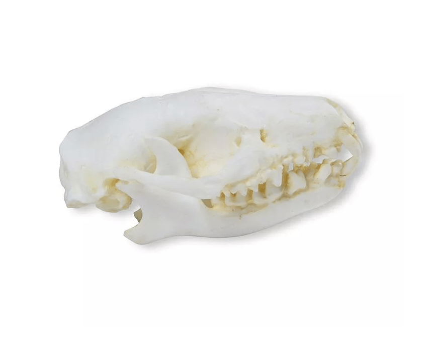 Schädel Igel - Erler - Zimmer